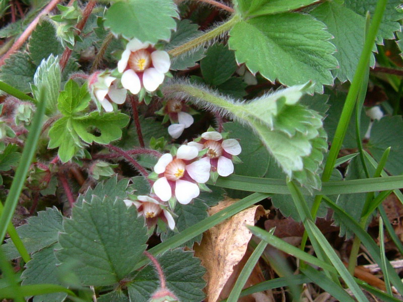 Potentilla micrantha / Cinquefoglia fragola-secca